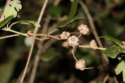 Syncarpia glomulifera, photographed by Greg Tasney
