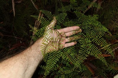 Gleichenia dicarpa, photographed by Greg Tasney