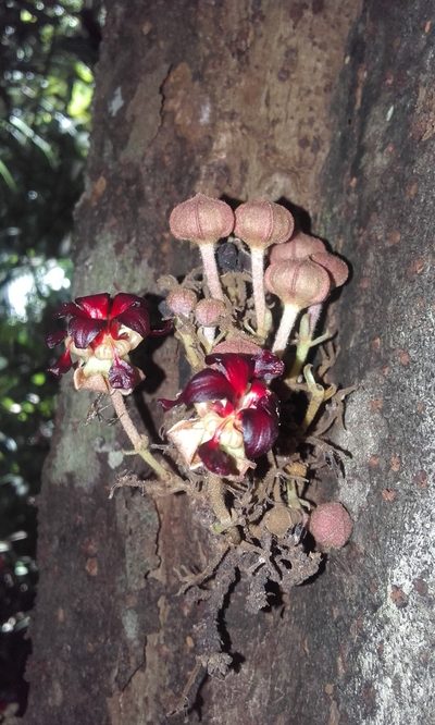 Theobroma simiarum, photographed by Eduardo Chacón Madrigal