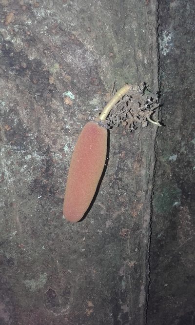 Theobroma simiarum, photographed by Eduardo Chacón Madrigal