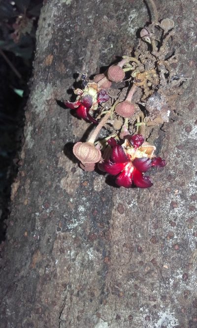 Theobroma simiarum, photographed by Eduardo Chacón Madrigal