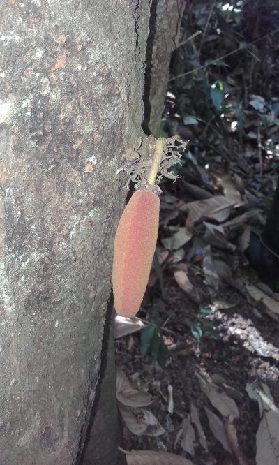 Theobroma simiarum, photographed by Eduardo Chacón Madrigal
