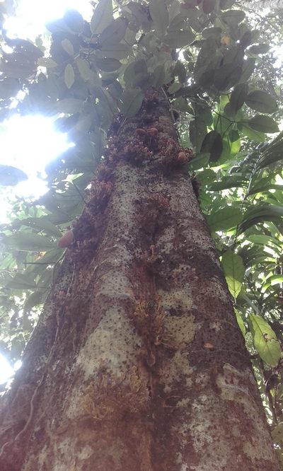 Theobroma simiarum, photographed by Eduardo Chacón Madrigal