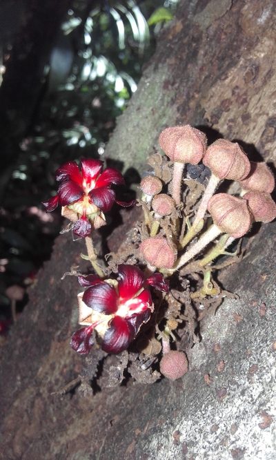 Theobroma simiarum, photographed by Eduardo Chacón Madrigal