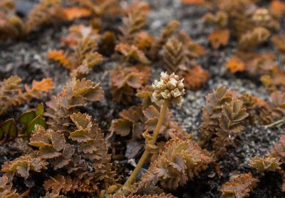 Acaena inermis, photographed by Cara-Lisa Schloots
