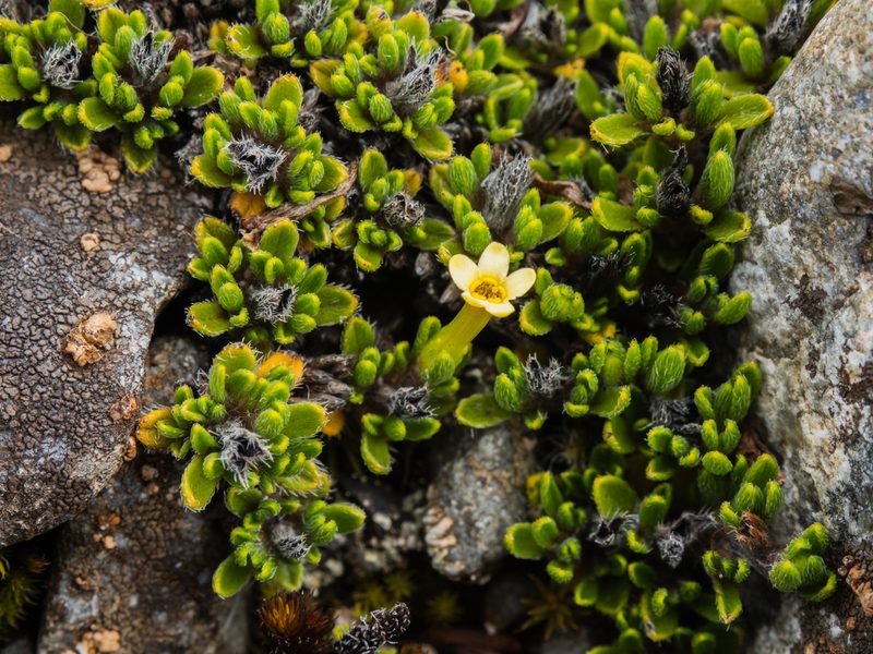 Myosotis uniflora, photographed by Cara-Lisa Schloots