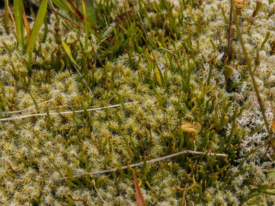 Carmichaelia uniflora, photographed by Cara-Lisa Schloots