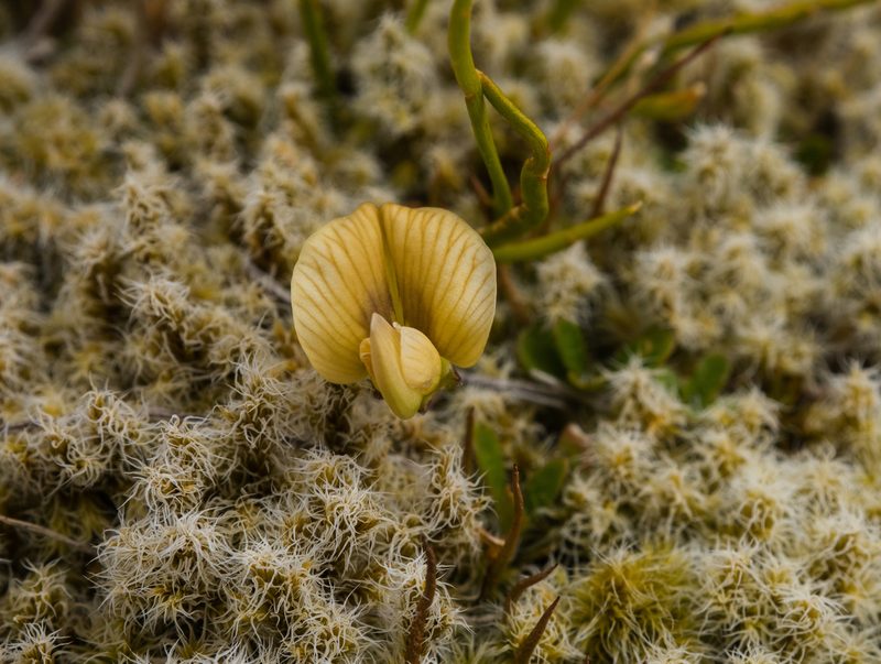 Carmichaelia uniflora, photographed by Cara-Lisa Schloots
