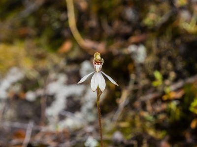 Caladenia chlorostyla, photographed by Cara-Lisa Schloots