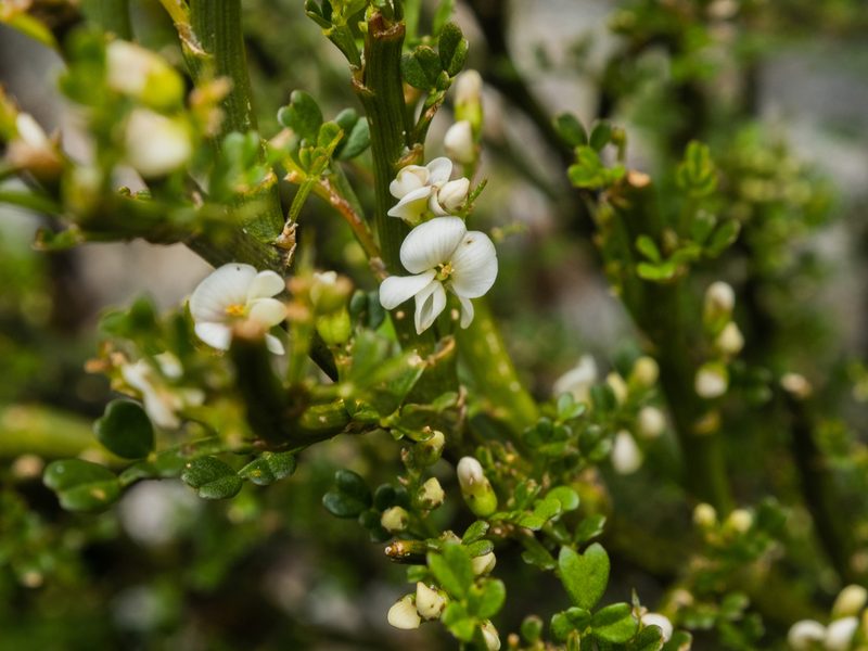 Carmichaelia arborea, photographed by Cara-Lisa Schloots
