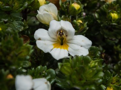 Euphrasia petriei, photographed by Cara-Lisa Schloots