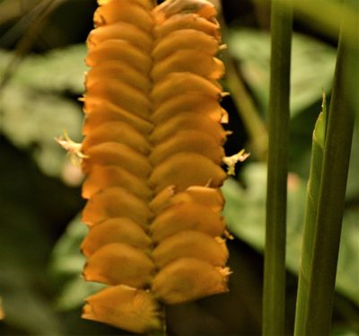 Calathea crotalifera, photographed by Andrea Gantzer