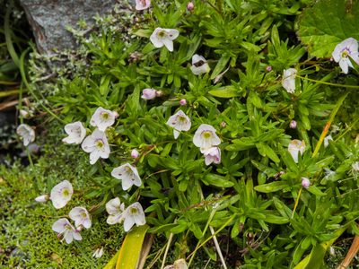 Veronica linifolia, photographed by Cara-Lisa Schloots