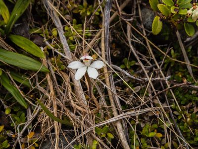 Caladenia lyallii, photographed by Cara-Lisa Schloots