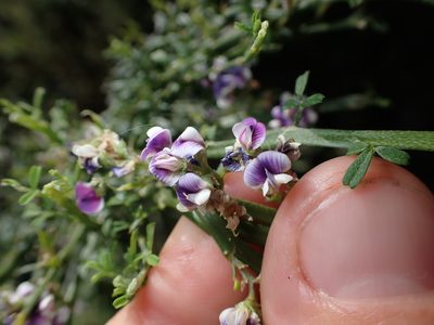 Carmichaelia odorata, photographed by Lisa Bennett