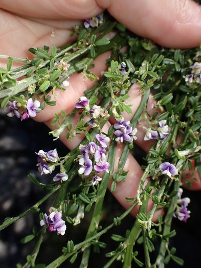 Carmichaelia odorata, photographed by Lisa Bennett