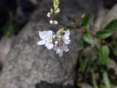 Veronica lanceolata, photographed by Lisa Bennett