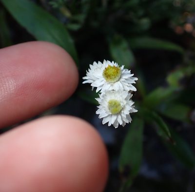 Anaphalioides trinervis, photographed by Lisa Bennett