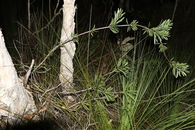 Melaleuca pachyphylla, photographed by Greg Tasney