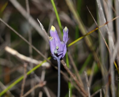 Burmannia disticha, photographed by Greg Tasney