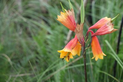 Blandfordia grandiflora, photographed by Greg Tasney