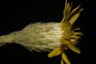 Xanthisma gracile, photographed by Brian Finzel