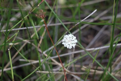 Trachymene incisa, photographed by Greg Tasney