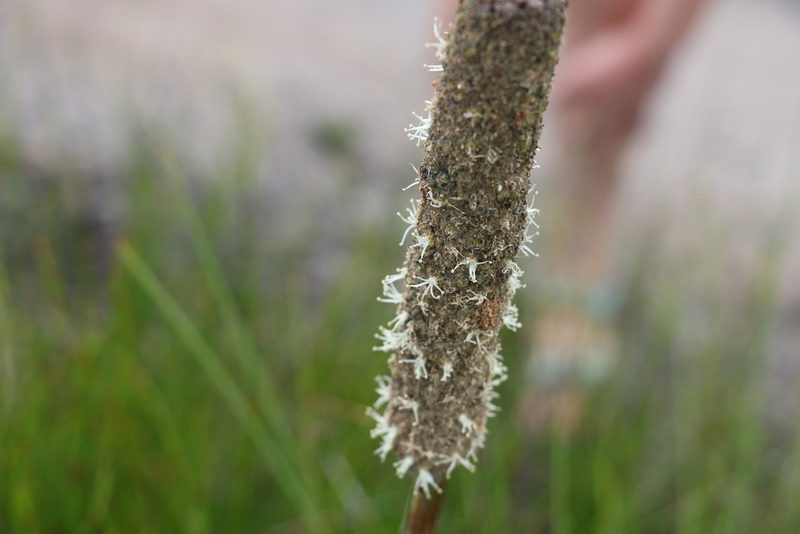 Xanthorrhoea fulva, photographed by Greg Tasney