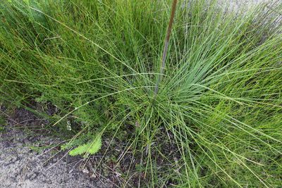Xanthorrhoea fulva, photographed by Greg Tasney