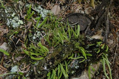 Lepisorus onoei, photographed by Eric Knight