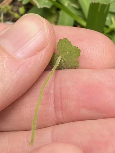 Hydrocotyle acutiloba, photographed by Greg Tasney
