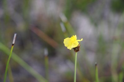 Xyris complanata, photographed by Greg Tasney