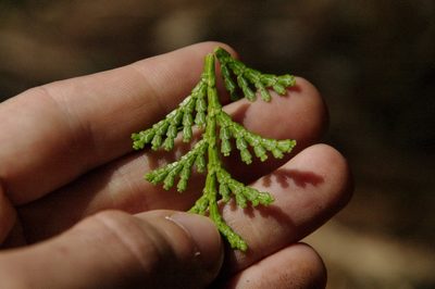 Chamaecyparis obtusa, photographed by Eric Knight