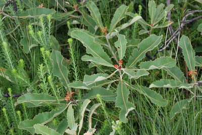 Banksia robur, photographed by Greg Tasney