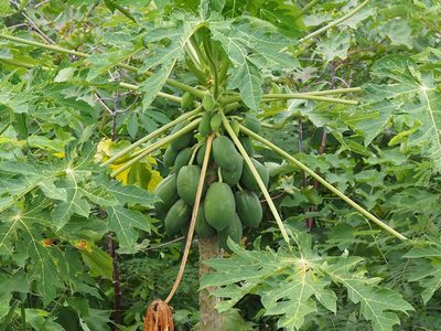 Carica papaya, photographed by 葉子
