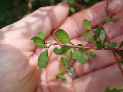 Coprosma rigida, photographed by Lisa Bennett
