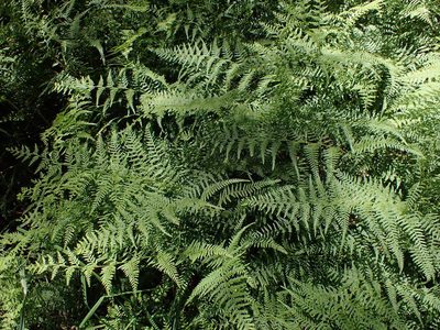 Paesia scaberula, photographed by Lisa Bennett