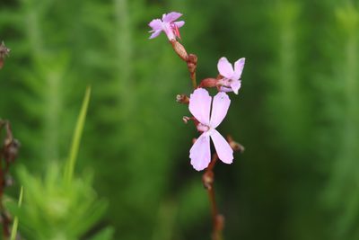 Stylidium graminifolium, photographed by Greg Tasney