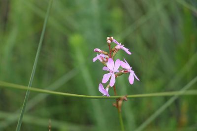 Stylidium graminifolium, photographed by Greg Tasney