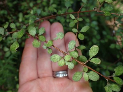 Coprosma rigida, photographed by Lisa Bennett