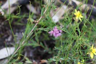 Melaleuca thymifolia, photographed by Greg Tasney