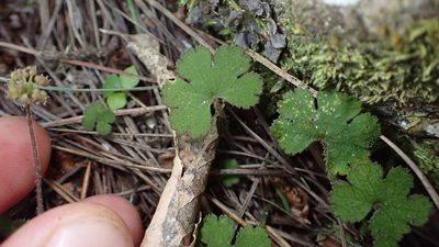 Hydrocotyle elongata, photographed by Lisa Bennett