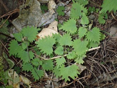 Urtica sykesii, photographed by Lisa Bennett