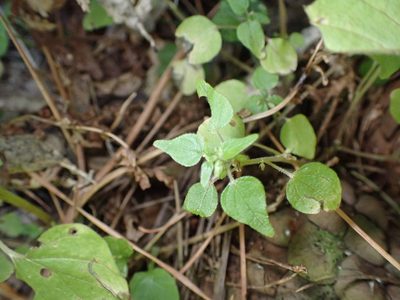 Parietaria debilis, photographed by Lisa Bennett
