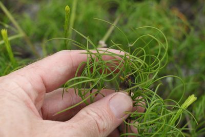 Caustis recurvata, photographed by Greg Tasney