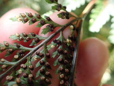 Parapolystichum microsorum, photographed by Lisa Bennett
