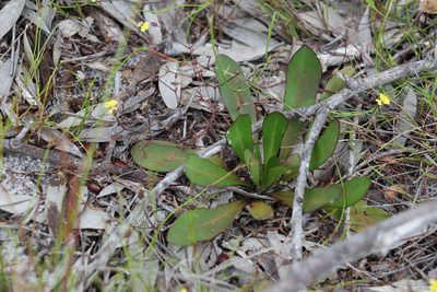 Goodenia mystrophylla, photographed by Greg Tasney
