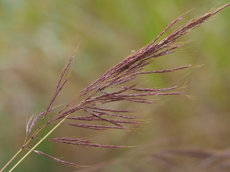 Bothriochloa glabra, photographed by 葉子