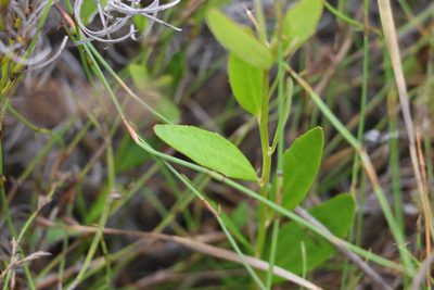 Dampiera stricta, photographed by Greg Tasney
