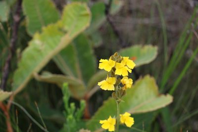 Goodenia stelligera, photographed by Greg Tasney